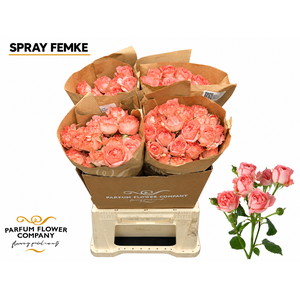 Rosa Spray Femke