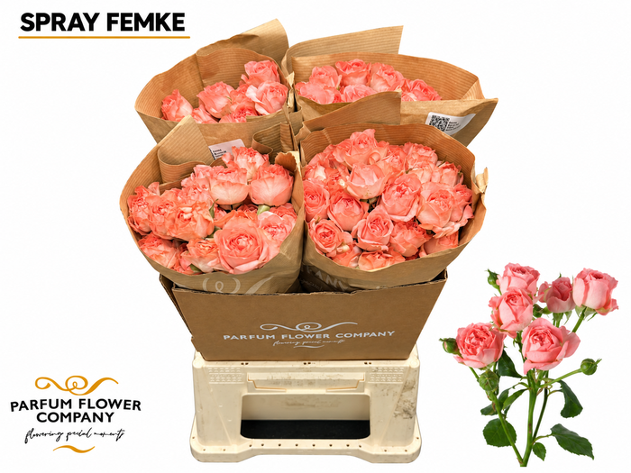 <h4>Rosa Spray Femke</h4>