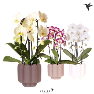 Kolibri Orchids Cascade Niagara Fall mix 2 spike in Retro pot sand mix