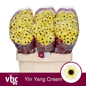 CHR S YIN YANG CREAM