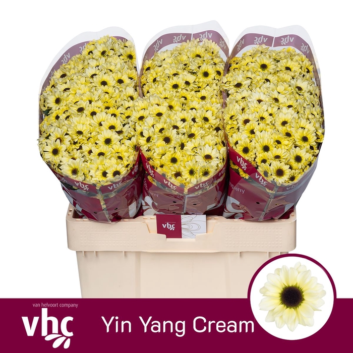 <h4>CHR S YIN YANG CREAM</h4>