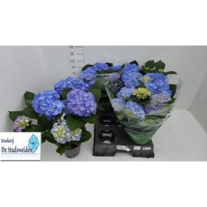 HYDR M BLAUER ZWERG