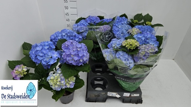<h4>HYDR M BLAUER ZWERG</h4>