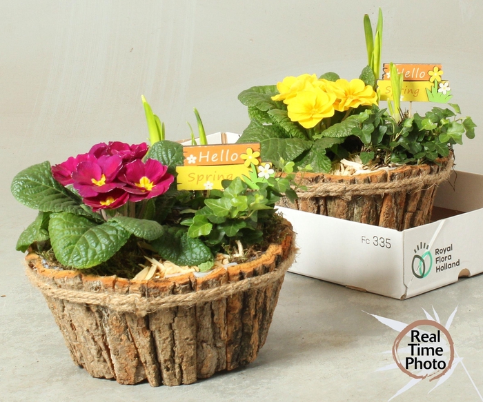 <h4>ARR TUINPLANTEN</h4>