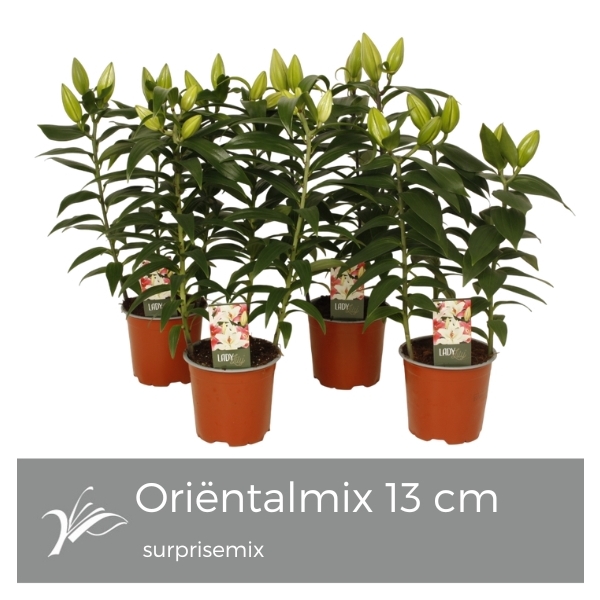 <h4>Lily Looks Surprise mix 13 cm (or. lelie)</h4>