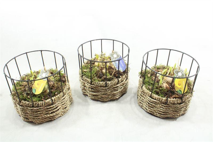 <h4>6449 MAND REK ROND TETE</h4>