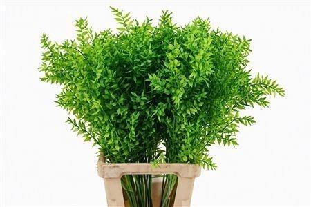 <h4>DROOGBL BEWERKT H%</h4>