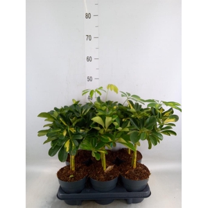 Schefflera arbor. 'Gold Capella'