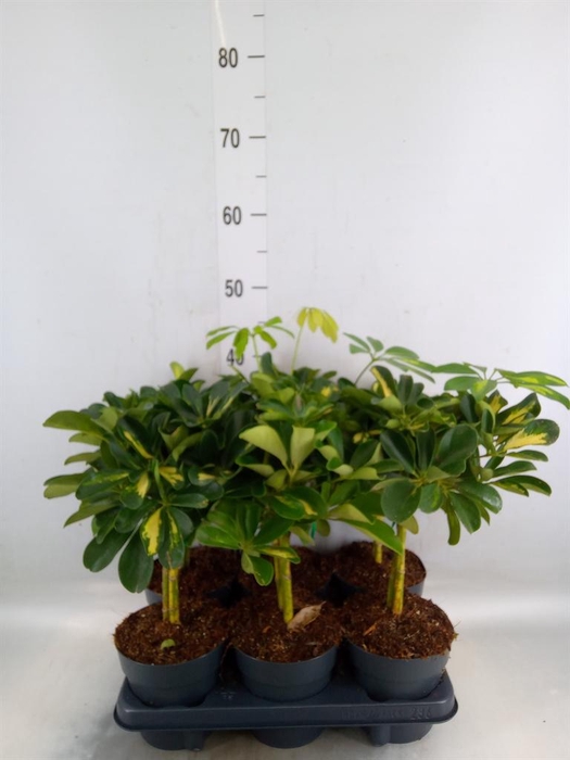 <h4>Schefflera arbor. 'Gold Capella'</h4>