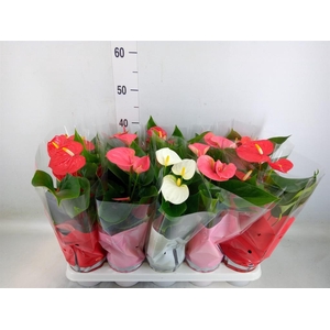 Anthurium   ...mix 4
