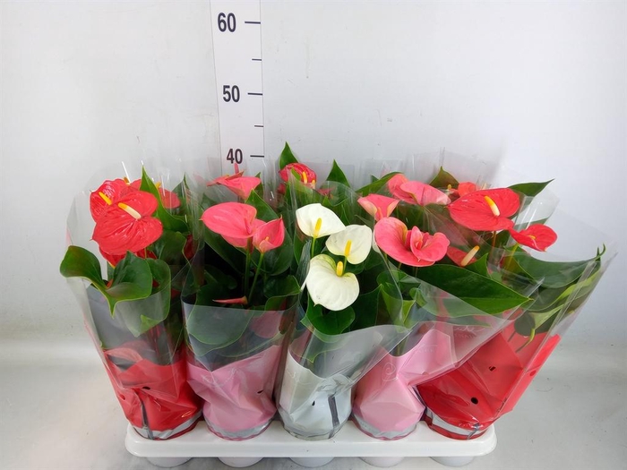 <h4>Anthurium ...mix 4</h4>
