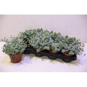 Sedum Sieboldii