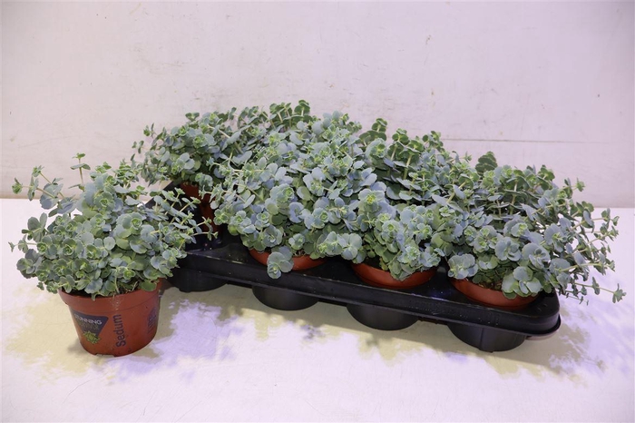 Sedum Sieboldii