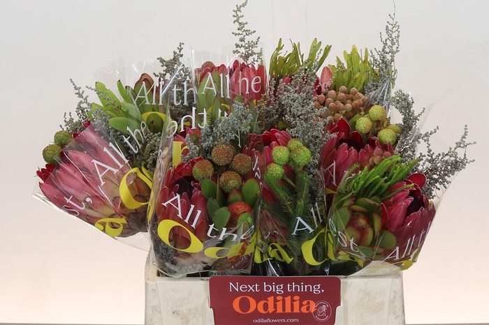 <h4>BQ Protea Silvia SFB</h4>