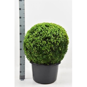 Buxus semp.   ...