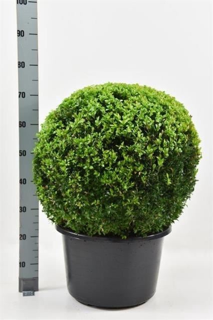 <h4>Buxus semp.   ...</h4>