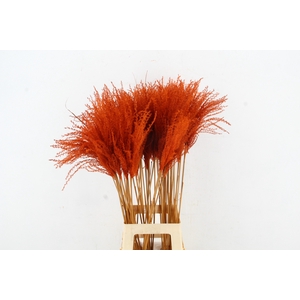 DF Miscanthus 90cm Orange