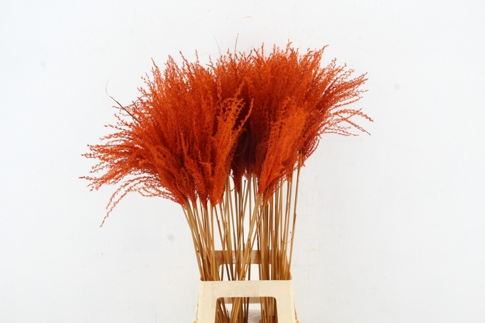 <h4>DF Miscanthus 90cm Orange</h4>