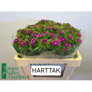 Di Barb Will Magenta Bicolour
