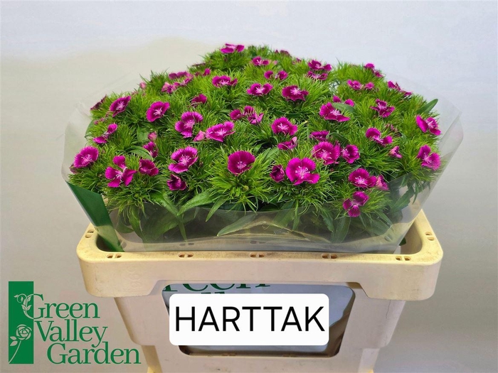 <h4>Di Barb Will Magenta Bicolour</h4>