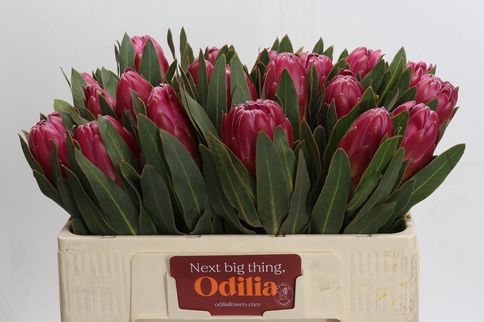 <h4>Protea Brenda</h4>