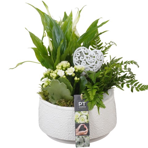 <h4>PTVMB4732 Arrangementen kamerplanten</h4>