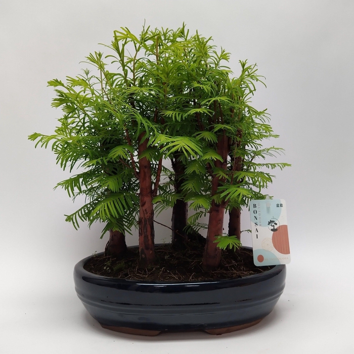 <h4>Metasequoia Forest 'Oval' 26 cm</h4>