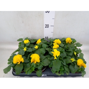 Viola wr. 'Matrix Yellow'