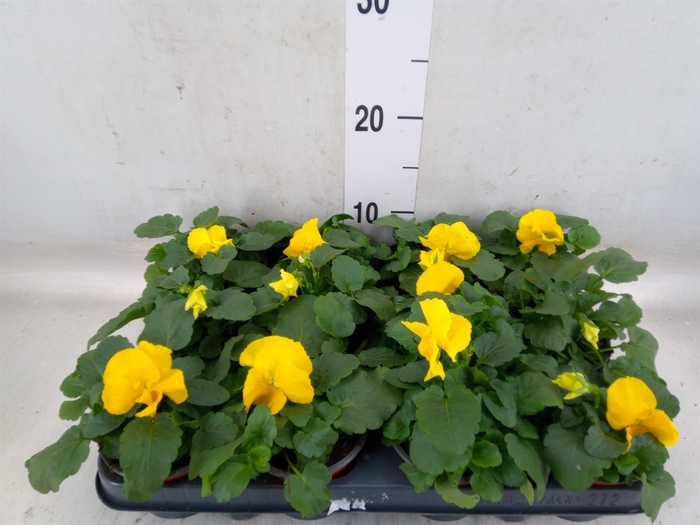 <h4>Viola wr. 'Matrix Yellow'</h4>