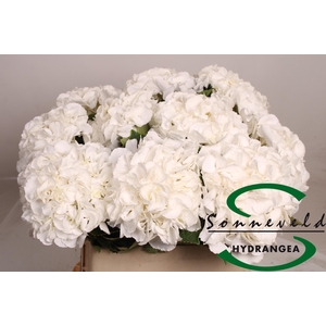 HYDR M ROYAL PRINCES