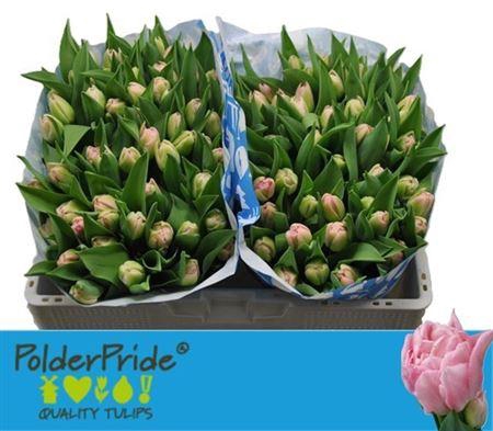 <h4>Tu Du Dreamer</h4>