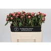 Paeonia Nick Shaylor