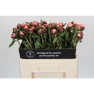 Paeonia Nick Shaylor