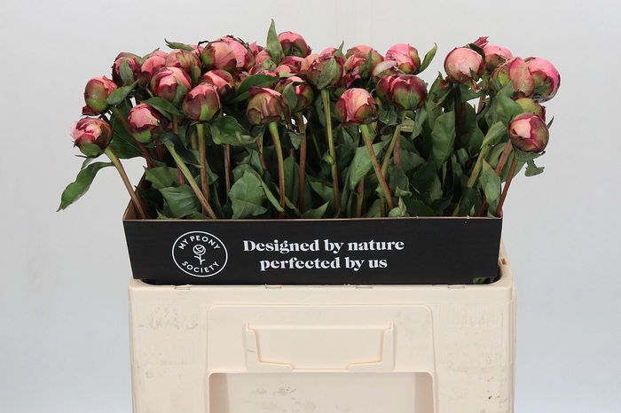 <h4>Paeonia Nick Shaylor</h4>