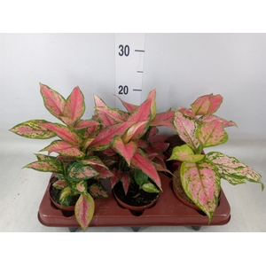Aglaonema   ...