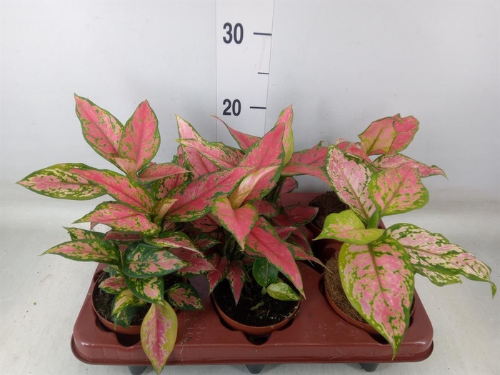 <h4>Aglaonema   ...</h4>