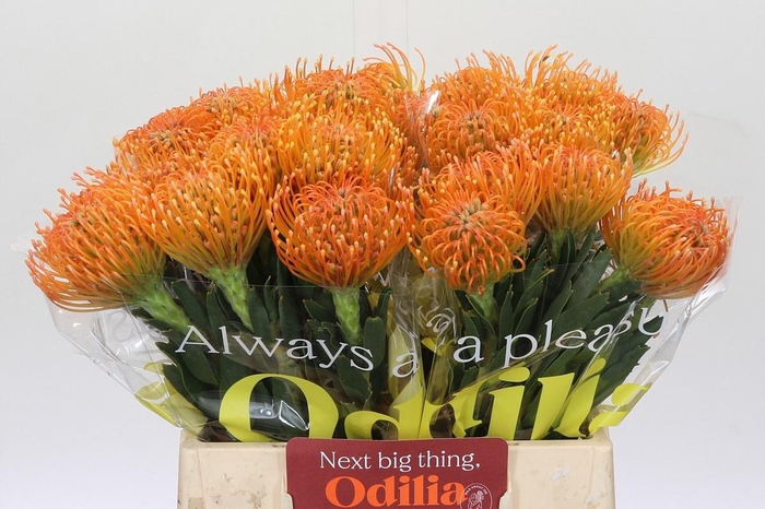 <h4>LEUCO AYOBA PEACH</h4>