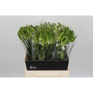 Ornithogalum Mount Fuji