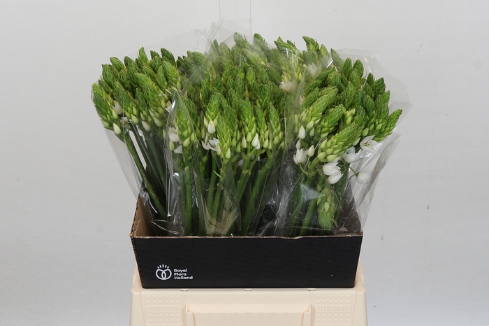 <h4>Ornithogalum Mount Fuji</h4>