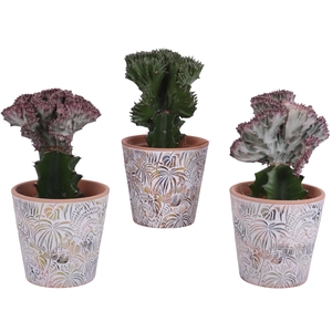 Cactus mix Euphorbia l. Ø12cm in Ø14cm Ceramic Pot Jungle