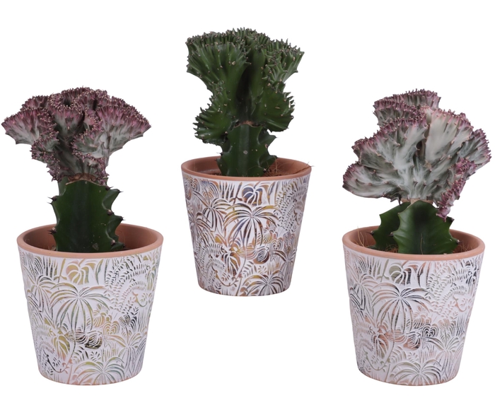 <h4>Cactus mix Euphorbia l. Ø12cm in Ø14cm Ceramic Pot Jungle</h4>