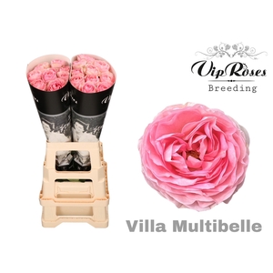 R GR VILLA MULTIBELLE