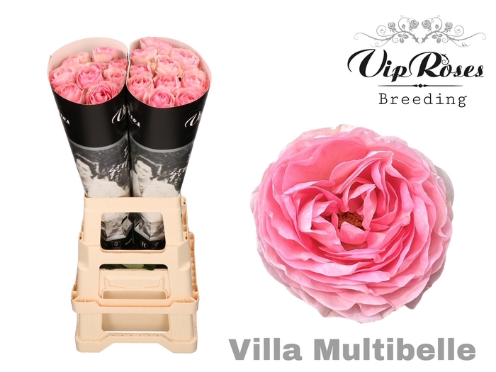 <h4>R GR VILLA MULTIBELLE</h4>