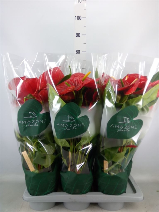 <h4>Anthurium andr. 'Nevada'</h4>