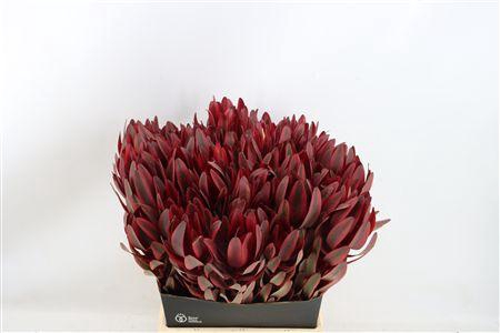 <h4>LEUCAD SAFARI YESTER 50CM</h4>