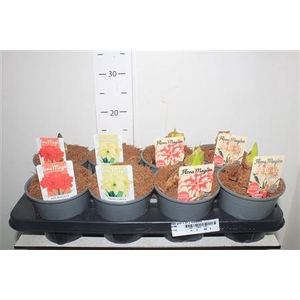 Hipp Gem 4 Srt 2 Branches