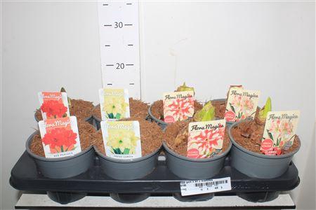 <h4>Hipp Gem 4 Srt 2 Branches</h4>