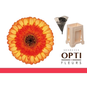 Germini Colori Water