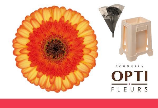 <h4>Germini Colori Water</h4>