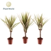 Dracaena Bicolor